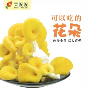 鸡油黄（新鲜）