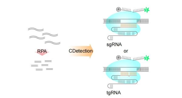 CRISPR R&D Service 