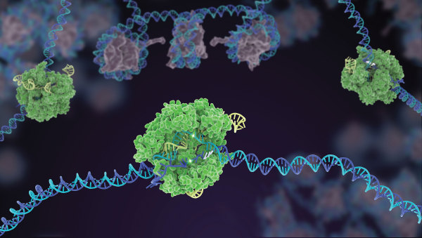 CRISPR R&D Service 