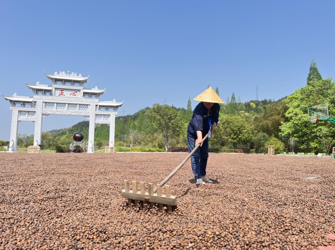 “翻身”不止，晾晒油茶籽