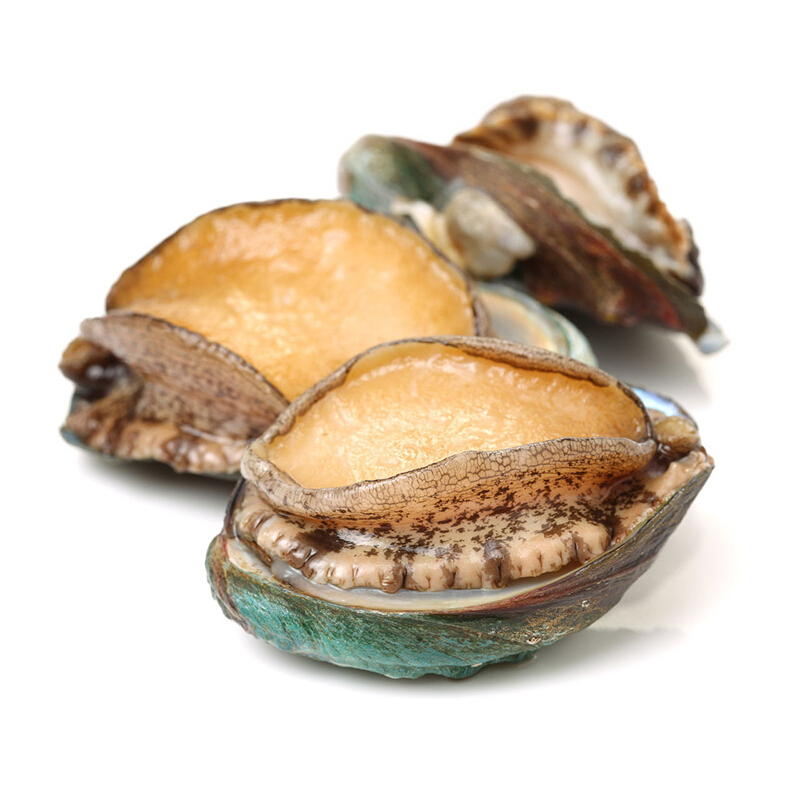 Abalone
