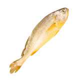 Yellow Croaker