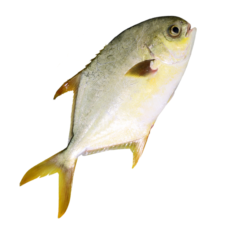 Golden Pomfret