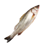 Sea Bass