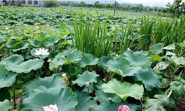 采摘莲子 武义县履坦镇后桑园村