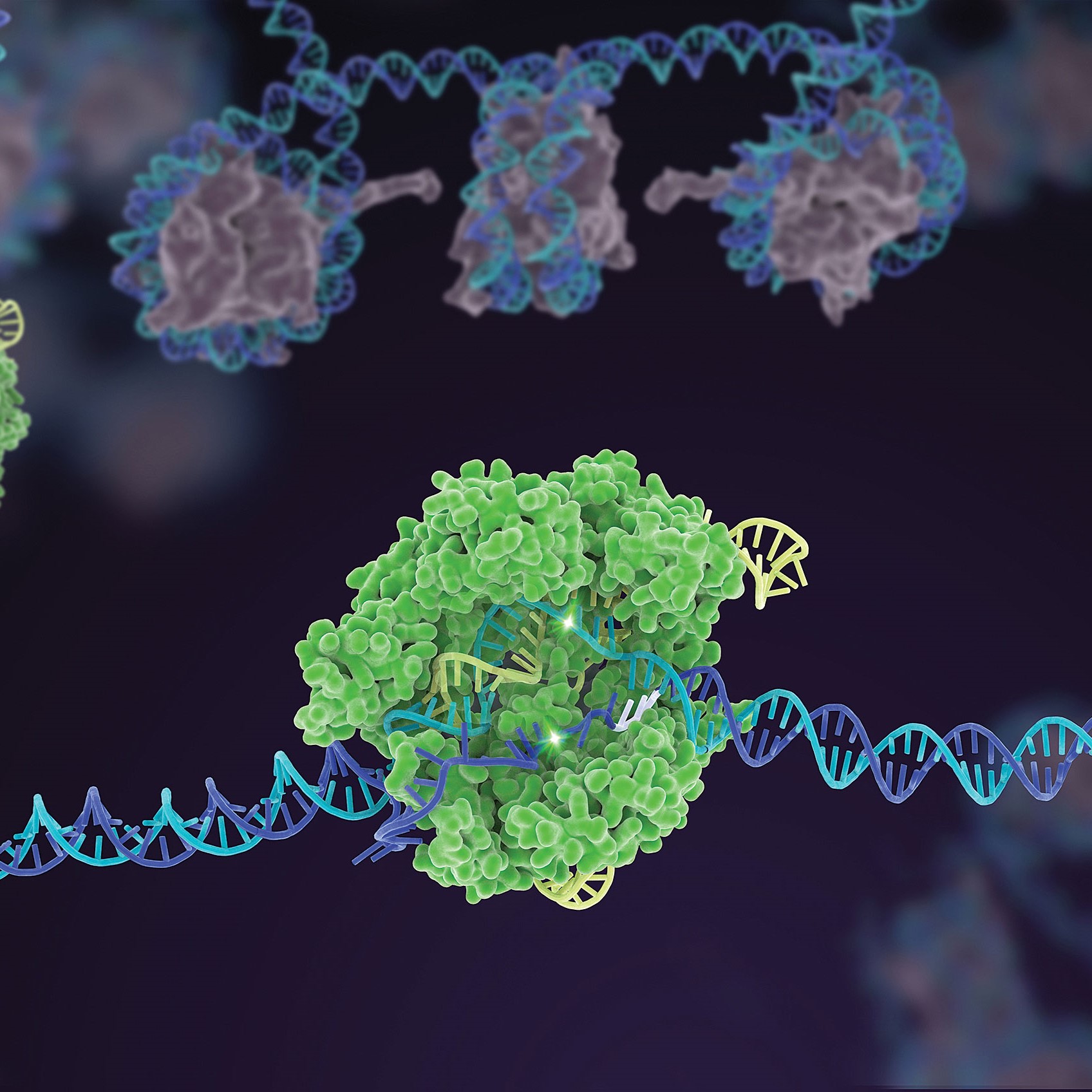 CRISPR / Cas原料 