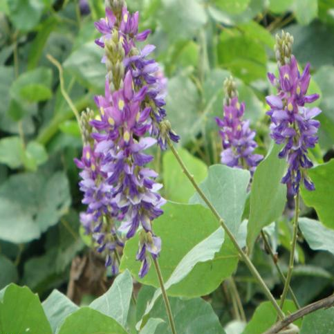 葛花提取物 葛花提取物厂家 点开生物