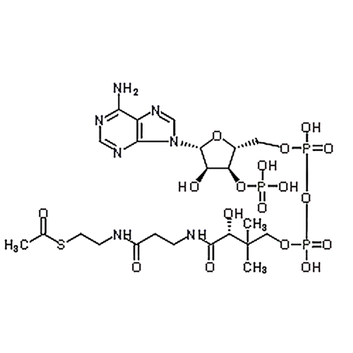 Acetyl Coenzyme A 72-89-9
