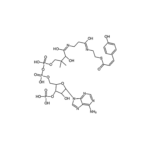 p-Coumaryl-Coenzyme A 119785-99-8
