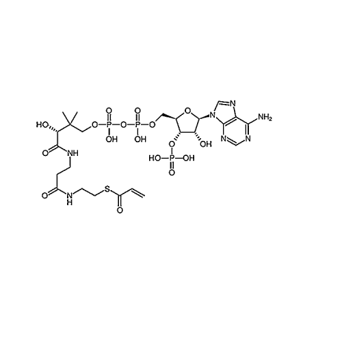 Acrylyl-Coenzyme A 5776-58-9