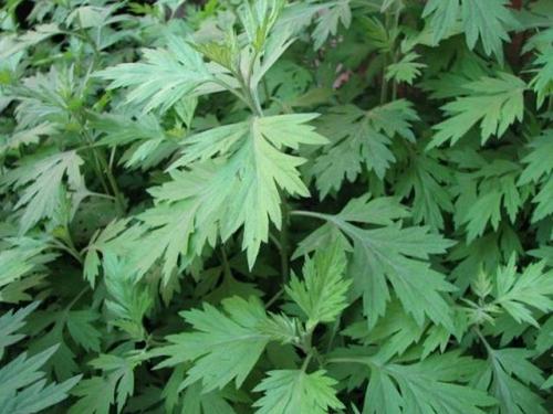 What monomer of Artemisia argyi have